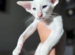 SKYLIGHT - Oriental Cat For Sale - Irvine, CA, US