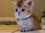 Munchkin Golden Chinchilla boy - Munchkin Cat For Sale - Sun City Center, FL, US