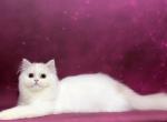 Ustinya cream silver Van girl - Scottish Straight Cat For Sale/Retired Breeding - Sun City Center, FL, US