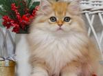 Golden shaded boy chinchilla ny 11 with green eyes - British Shorthair Kitten For Sale - Dallas, TX, US