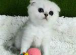 Santa white angel green eyes ns 11 silver shaded - Scottish Fold Kitten For Sale - CA, US