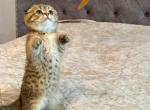 Catrine little leopard cheetah scottish fold girl - Scottish Fold Kitten For Sale - CA, US