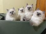 Siberian kittens - Siberian Kitten For Sale - MI, US