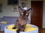 Elios - Burmese Cat For Sale - Miami, FL, US