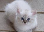 Beauties - Manx Kitten For Sale