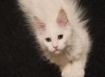 Leo - Maine Coon Cat For Sale - Nashville, TN, US