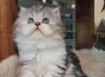 Sandra - Scottish Straight Kitten For Sale - Philadelphia, PA, US