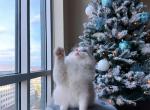 Potata Show quality male kitten - Ragdoll Cat For Sale - Fairfax, VA, US