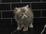 Maisie of Romanov Dynasty - Siberian Kitten For Sale - Ashburn, VA, US