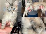 Delilah - Maine Coon Cat For Sale - Sugar Land, TX, US