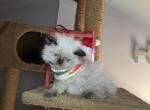 Mustafamulan - Himalayan Kitten For Sale - Worcester, MA, US