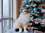 Boba seal bi color kitty - Ragdoll Cat For Sale - Fairfax, VA, US