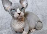 Zlata - Sphynx Cat For Sale - Norwalk, CT, US