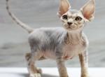 Jackson - Devon Rex Cat For Sale - Hollywood, FL, US