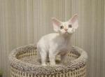 Casper - Devon Rex Cat For Sale - Brooklyn, NY, US