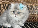 Ollie - Persian Cat For Sale - Fort Worth, TX, US