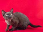 Mark - Burmese Cat For Sale - Miami, FL, US