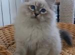 Zabava - Siberian Cat For Sale - Norwalk, CT, US