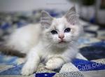 Wirt - Ragdoll Cat For Sale - Tuscaloosa, AL, US