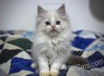 Greg - Ragdoll Cat For Sale - Tuscaloosa, AL, US