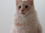 Bennu - Maine Coon Cat For Sale - Hollywood, FL, US