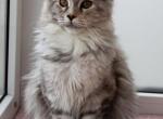 Bellatrix - Maine Coon Cat For Sale - Hollywood, FL, US