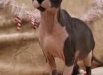 Sima - Sphynx Cat For Sale - Mundelein, IL, US