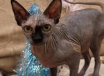 Smokey - Sphynx Cat For Sale - Mundelein, IL, US