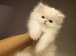 Persian Doll Face - Persian Kitten For Sale - Yonkers, NY, US