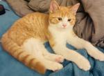 Golden Scottish Straight - Scottish Straight Kitten For Sale - Springdale, AR, US