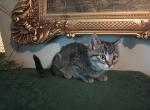 Aurora - Domestic Cat For Adoption - Covington, KY, US