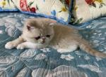 Ari - Exotic Cat For Sale - Pineville, LA, US