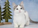 Hugo - Munchkin Kitten For Sale - Hollywood, FL, US