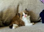 Bear - Ragamuffin Kitten For Sale - Los Angeles, CA, US