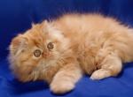 Barney - Persian Cat For Sale - Hollywood, FL, US