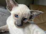 Holla Siamese - Oriental Kitten For Sale - Norwalk, CT, US