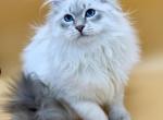 Djambo - Siberian Cat For Sale - Brighton, CO, US