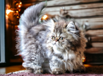 CFA Reg Golden Shaded Male - Persian Kitten For Sale - 