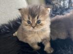 Penny - British Shorthair Cat For Sale - Jacksonville, FL, US