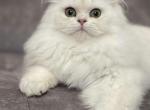 Leo - Brazilian Shorthair Cat For Sale - Jacksonville, FL, US