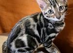 Clouded Brown Male - Bengal Kitten For Sale - Bradner, OH, US