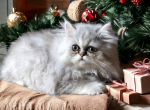 CFA Reg Female Silver Shaded - Persian Kitten For Sale - Raphine, VA, US