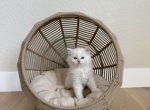Frosty - Siberian Kitten For Sale - Denver, CO, US