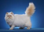 Pumpkin Spice - Himalayan Cat For Sale - Satellite Beach, FL, US