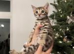 Female Bengal Kitten - Bengal Kitten For Sale - Lincoln, NE, US