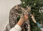 Male Bengal Kitten - Bengal Kitten For Sale - Lincoln, NE, US