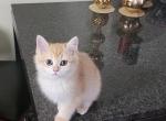 Sunny - Scottish Straight Cat For Sale - Naperville, IL, US