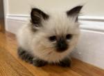 Pink collar GIRL - Ragdoll Kitten For Sale - Boston, MA, US