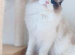 Boba - Ragdoll Cat For Sale - Ontario, CA, US