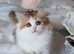 Joy - Munchkin Kitten For Sale - Chino, CA, US